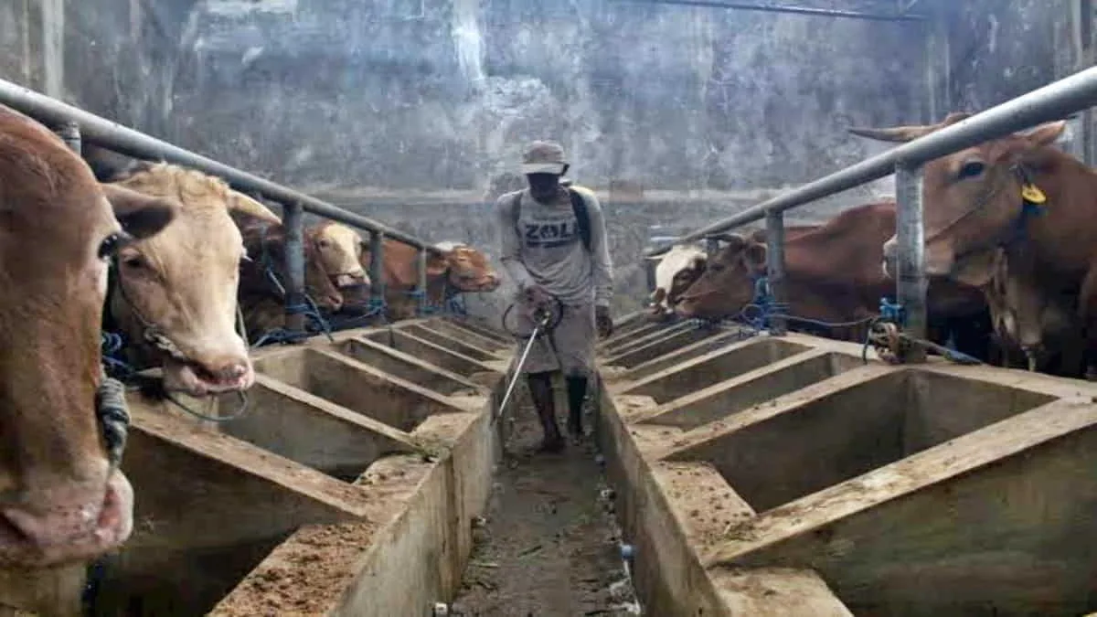 Atasi Krisis, OJK Jawa Barat Suntik Modal Rp 1 Triliun untuk Peternak Sapi Perah