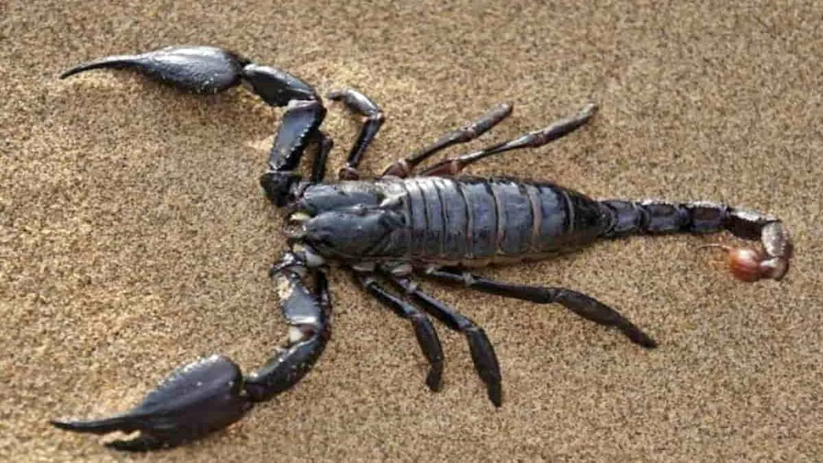 Fakta Unik Kalajengking, Bersinar Dalam Gelap Bisa Beradaptasi di Habitat Menantang
