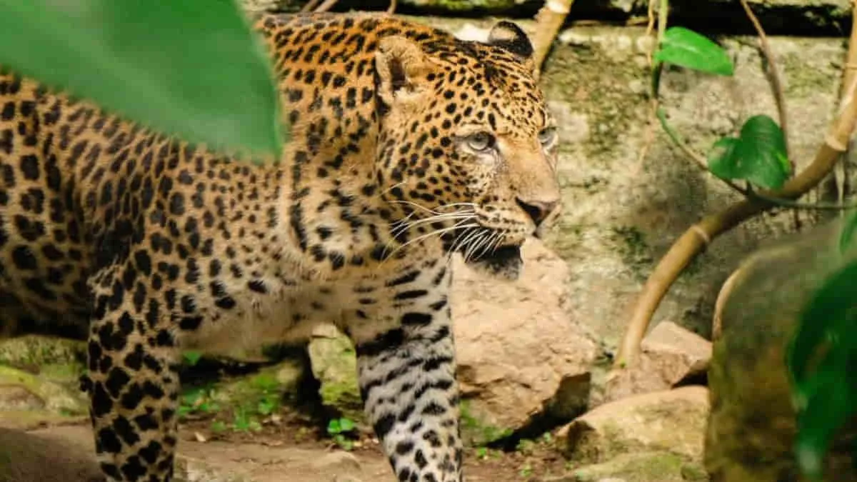 FK3I Pusat; Jangan Abaikan Kesejahteraan Satwa di Bandung Zoo!