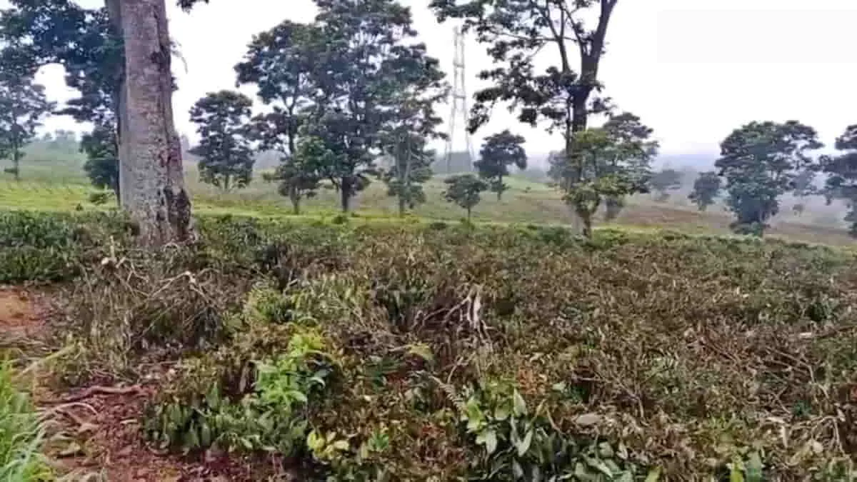 Gubernur Jawa Barat Geram, Pembabatan Lahan Kebun Teh di Pangalengan Libatkan Pemodal Besar