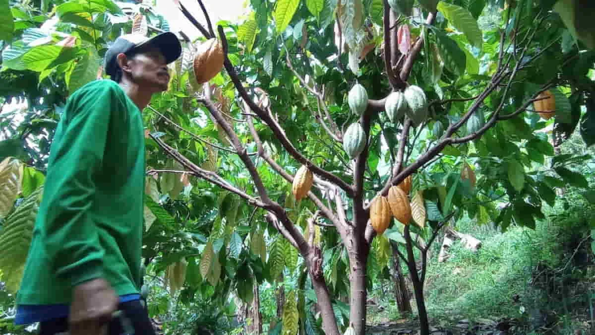 Industri Kakao Indonesia Hadapi Krisis Multidimensi, Angka Produksi Anjlok!