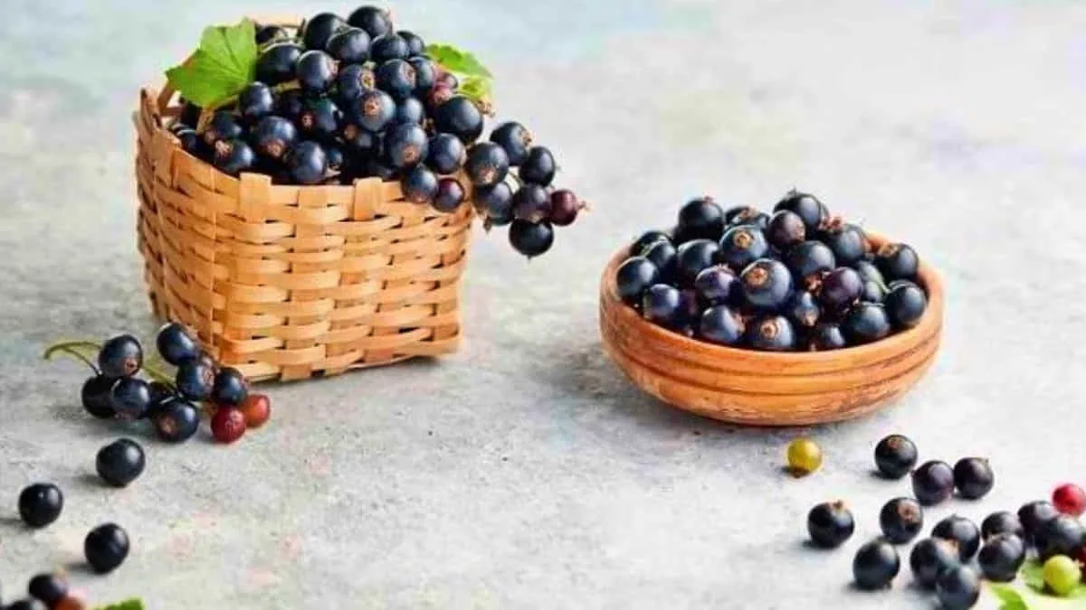 Fakta Unik Buah Currant, Si Mungil yang Memiliki Nutrisi Luar Biasa