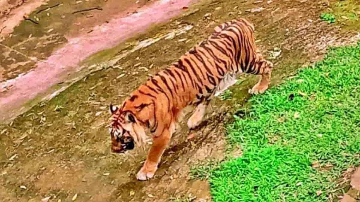 Penutupan Operasional Bandung Zoo, Sengketa Hukum Jangan Sampai Perawatan Satwa Tersandera