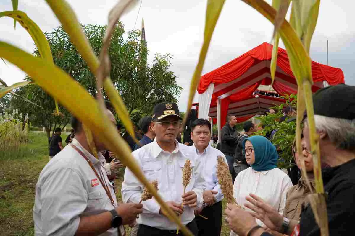PTDI Panen Perdana Sorgum di Cirebon, Perkuat Ketahanan Pangan Jabar