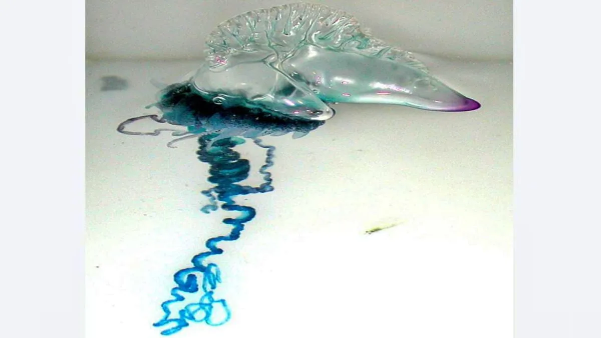 Temuan Spesies Baru Ubur-ubur Beracun di Jepang, Bukti Dampak Perubahan Ekosistem Laut