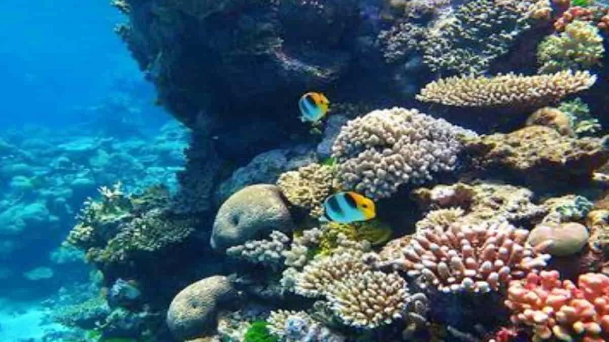 Great Barrier Reef. Lonjakan karbondioksida di atmosfer dapat memicu penurunan terumbu karang akibat pemanasan global. Foto: ist/net