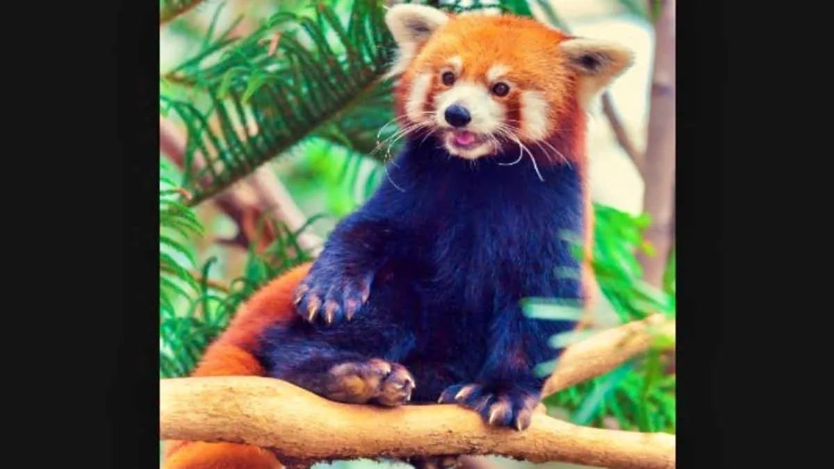 Panda merah, hewan berbulu tebal berdarah Asia ini menyimpan riwayat evolusi unik yang justru menjauhkannya dari keluarga beruang. Foto: ist/net