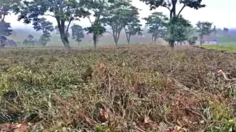 Kemelut Pembabatan Lahan Kebun Teh di Pangalengan Ancam Kelestarian Lingkungan