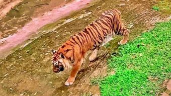 Penutupan Operasional Bandung Zoo, Sengketa Hukum Jangan Sampai Perawatan Satwa Tersandera