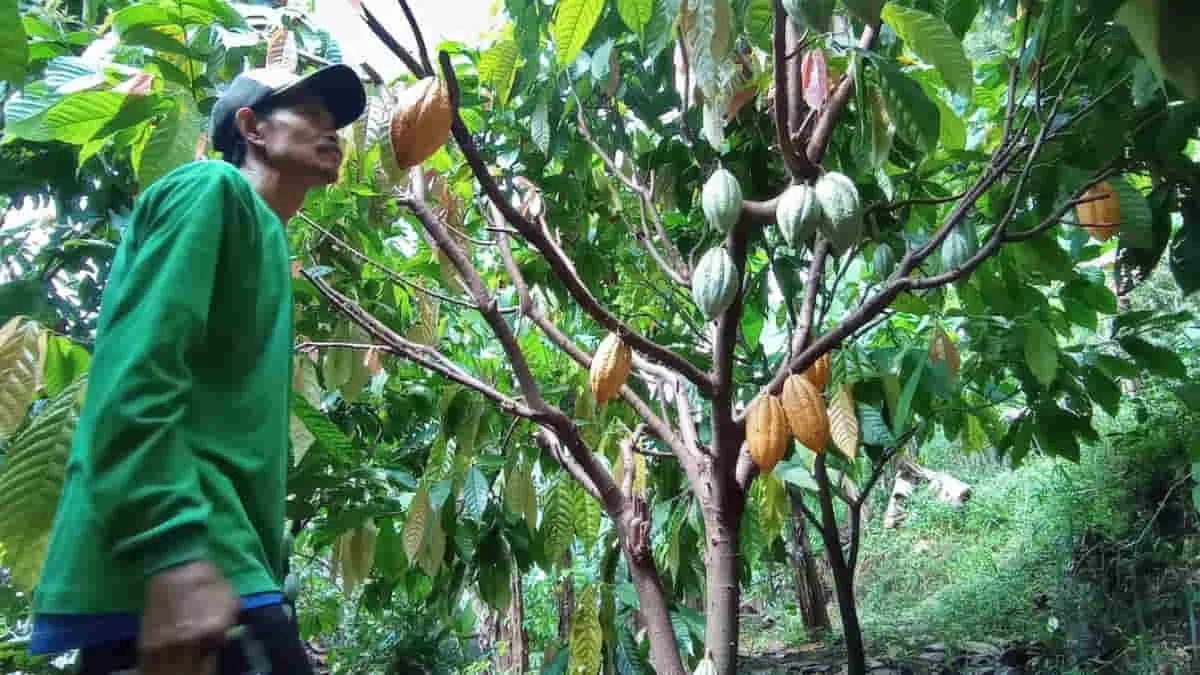 Petani kakao di Arjasari Kabupaten Bandung, Jawa Barat, berkeliling di kebun kakao miliknya. Industri kakao Indonesia menghadapi krisis multidimensi karena angka produksi yang terus anjlok. Foto: ecp/trustjabar