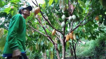 Industri Kakao Indonesia Hadapi Krisis Multidimensi, Angka Produksi Anjlok!