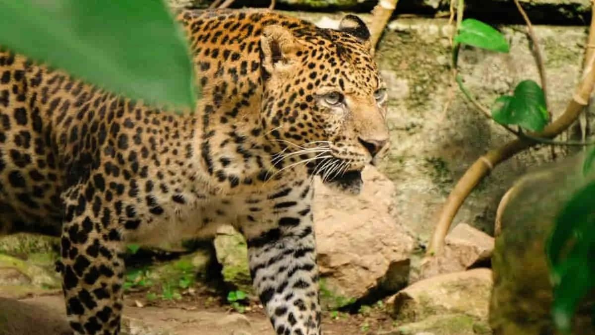 Macan tutul jawa menjadi salah satu koleksi satwa di Bandung Zoo. Koordinator FK3I Pusat, Dedi Kurniawan mendesak pemerintah tidak abai terhadap kesejahteraan satwa di Bandung Zoo, Kota Bandung, Jawa Barat. Foto: IG Bandung Zoo/