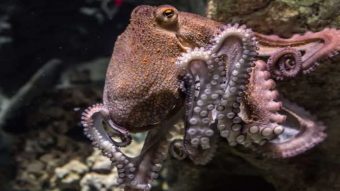 FAKTA UNIK! Keunikan Gurita tak Hanya Mampu Berkamuflase, Inilah Ragam Kemampuan Lainnya!