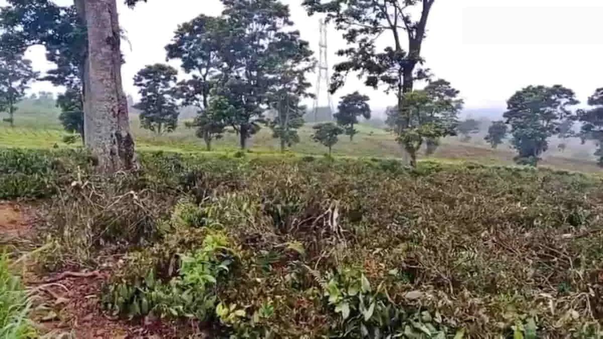 Gubernur Jawa Barat Dedi Mulyadi menyoroti soal pembabatan lahan kebun teh di Pangalengan, Kabupaten Bandung. Gubernur menyebut, praktik alih fungsi lahan ilegal itu melibatkan pemodal besar. Ia meminta Polda Jabar segera mengusut tuntas kasus ini. Foto: trustjabar/