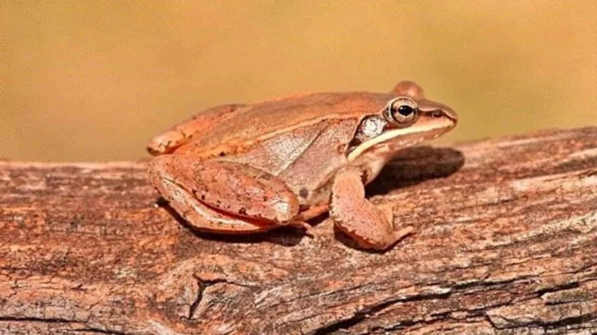 Fakta unik katak kayu. Foto: net/