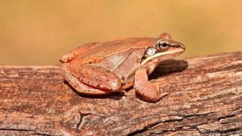 Fakta Unik Katak Kayu yang Bikin Manusia Geleng-geleng Kepala