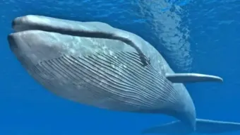 FAKTA UNIK! Ikan Paus, Mamalia Laut Terbesar di Dunia