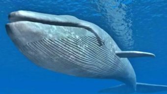 FAKTA UNIK! Ikan Paus, Mamalia Laut Terbesar di Dunia