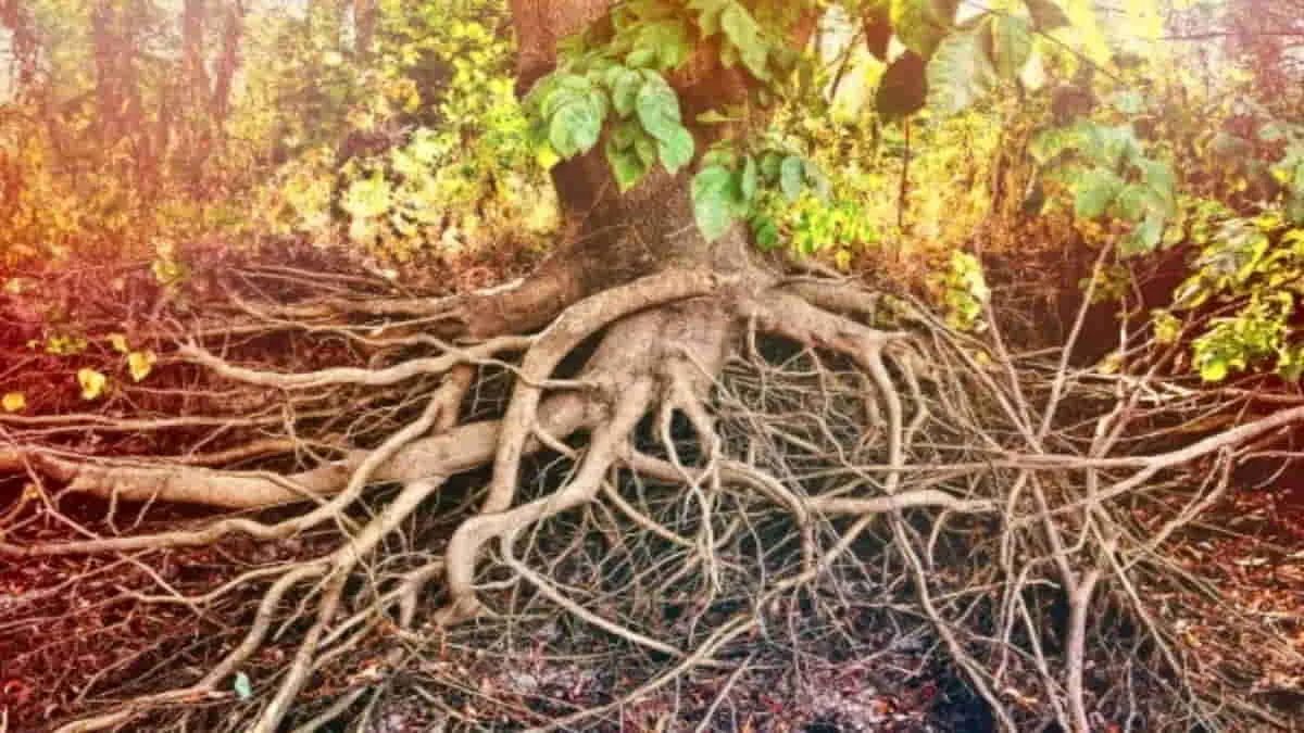 Mengungkap fakta unik di balik ketenangan pohon, terdapat jaringan akar yang sangat sibuk dan cerdas. Foto: ist/net