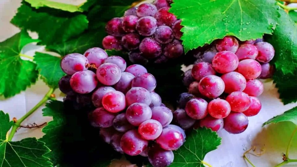 Fakta Unik Buah Anggur, Kaya Senyawa Antioksidan Mampu Tangkal Radikal Bebas