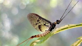 Kisah Tragis dan Menakjubkan Lalat Capung, Si Rekor Hidup Terpendek di Dunia