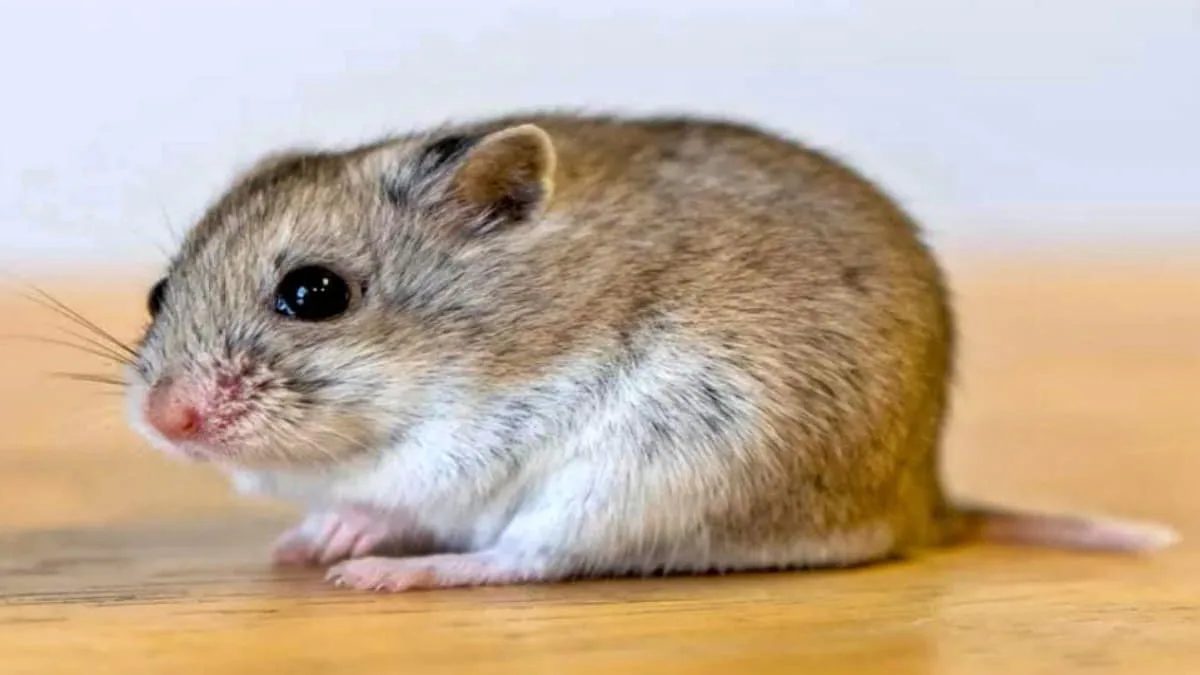 Hamster memiliki fakta unik, salah satunya mereka hanya mampu melihat objek sejauh 15 sentimeter di depan wajahnya. Foto: ist/net
