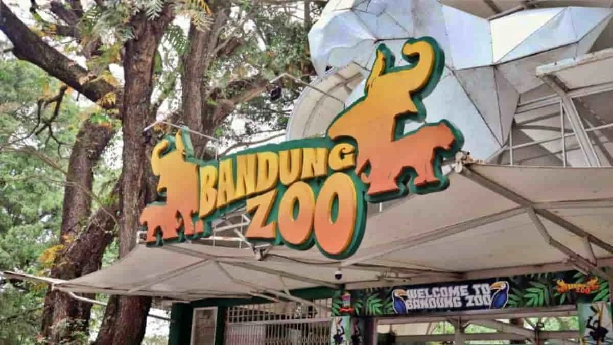 Bandung Zoo di Kota Bandung, Jawa Barat, terpaksa harus kehilangan pendapatannya sebesar Rp 2,7 miliar lantaran melewatkan dua kali long weekend tanpa pengunjung. Foto: ist/