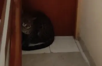 Misteri Macan Tutul di Hotel Anugrah, Mungkinkah Hewan yang Kabur dari Lembang Park and Zoo?