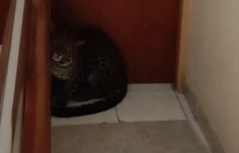 Misteri Macan Tutul di Hotel Anugrah, Mungkinkah Hewan yang Kabur dari Lembang Park and Zoo?