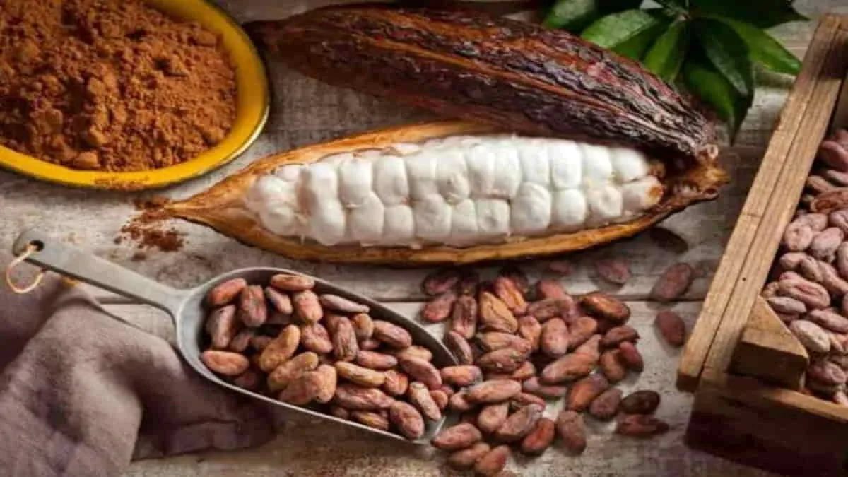 Biji kakao bukan sekadar cokelat, namun juga memiliki rahasia tersembunyi yang mengguncang dunia medis dan sejarah manusia. Foto: net/