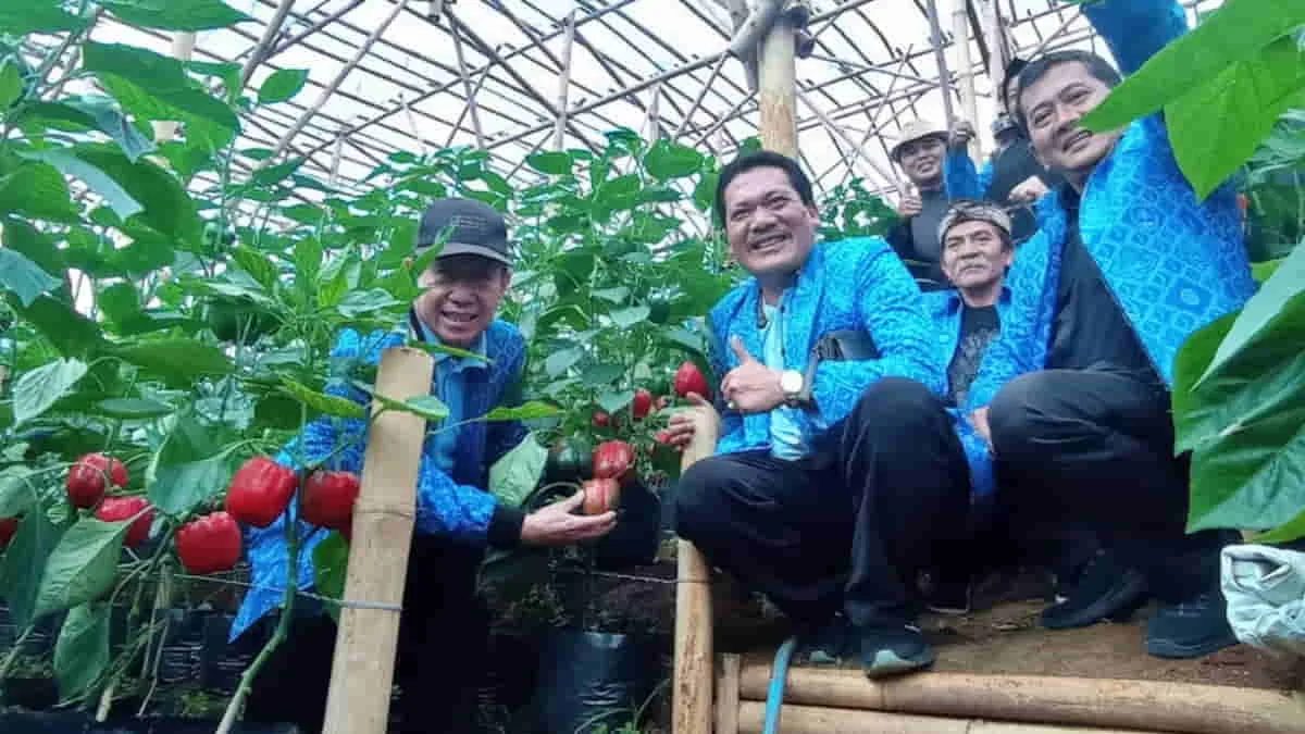 Berhasil Kembangkan Cabe Paprika, Kelompok Tani Cikahuripan Kabupaten Bandung Apresiasi Komitmen Paguyuban Pasundan