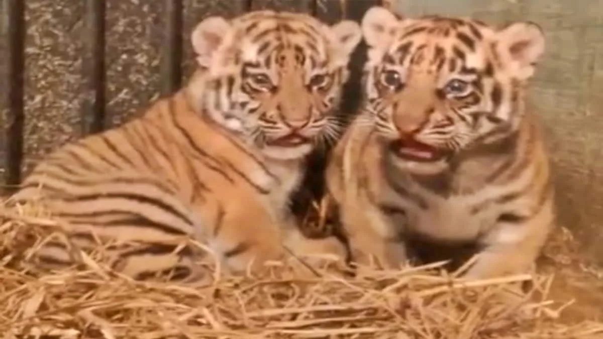 Kelahiran anak harimau Benggala turut menambah koleksi satwa di Bandung Zoo, Kota Bandung, Jawa Barat. Foto: ist/