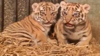Kelahiran Anak Harimau Benggala Tambah Koleksi Satwa di Bandung Zoo