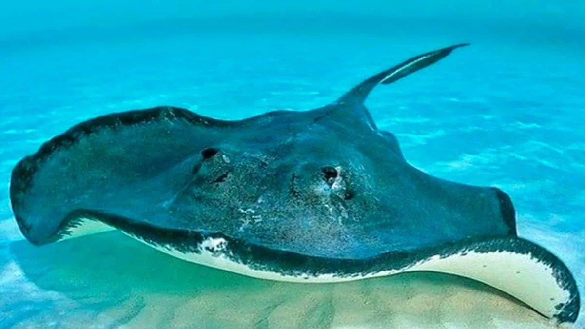 Mengungkap fakta unik ikan pari, predator laut dengan kemampuan deteksi listrik mangsa. Foto: ist/net