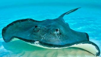 Mengungkap Fakta Unik Ikan Pari, Predator Laut dengan Kemampuan Deteksi Listrik Mangsa