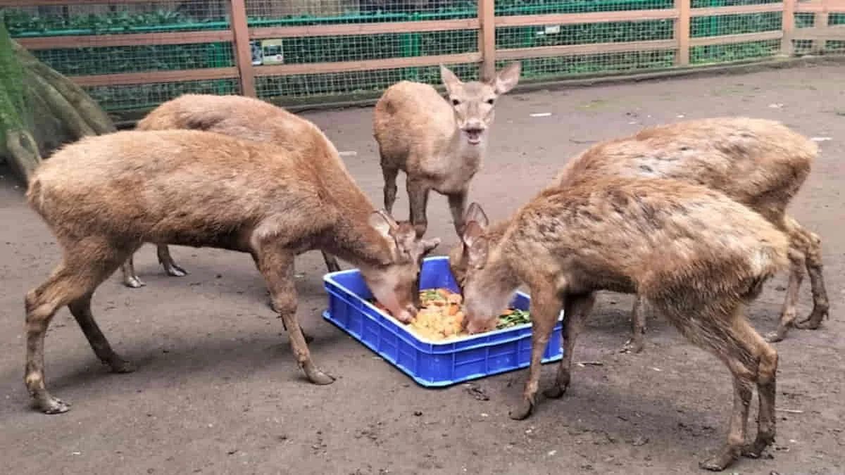 Kondisi koleksi rusa di Bandung Zoo, Kota Bandung, Jawa Barat, yang saat ini harus bertahan di tengah kondisi pakan yang semakin menipis. Dengan kondisi keterbatasan pakan saat ini, keberlangsungan hidup satwa di Bandung Zoo kian terancam. Foto: istimewa/Humas Bandung Zoo
