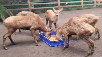 Bandung Zoo Saat Ini Kian Memprihatinkan, Pakan Menipis dan Kondisi Satwa Semakin Terancam