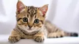 Lebih dari sekadar pemanis wajah, mengungkap fakta unik dan keajaiban sensorik di balik kumis kucing. Foto: ist/net