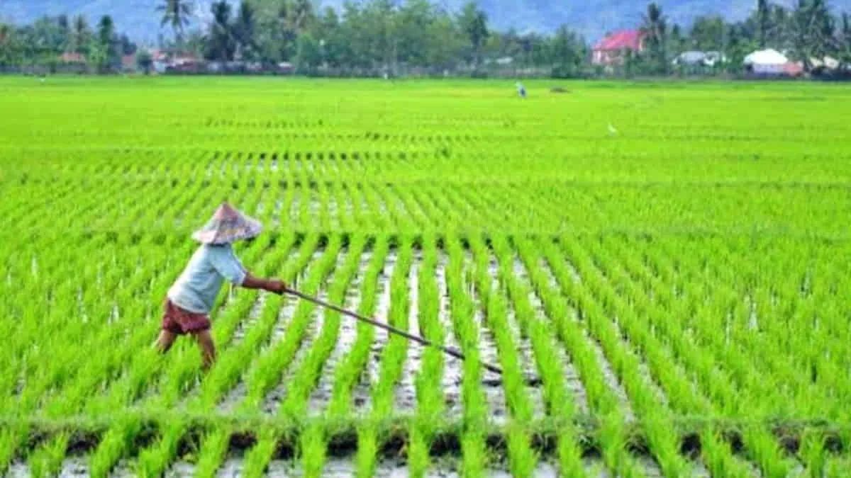 Petani sedang menggarap sawah. Pengamat logistik Surabaya menyoroti tujuan pemerintah membangun 100 gudang baru Bulog di wilayah 3T Indonesia. Foto: ist/