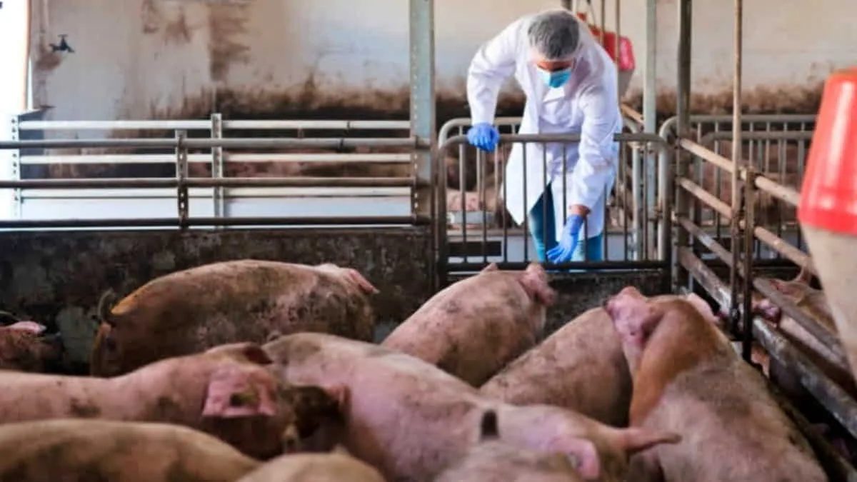 Pemerintah Spanyol mengaku telah melaporkan temuan kasus dugaan penularan virus flu babi antar-manusia ke WHO. Foto: net/