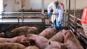 Spanyol Laporkan Temuan Kasus Dugaan Penularan Virus Flu Babi Antarmanusia ke WHO