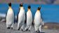 Bukan di Udara, Ini Alasan Penguin Pilih Terbang di Dalam Lautan