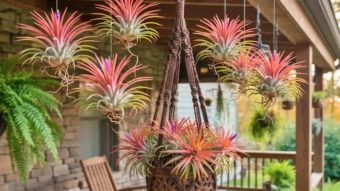 Tanpa Tanah dan Mandiri, Tillandsia Jadi Tanaman Hias Unik yang Diburu Kolektor Bunga