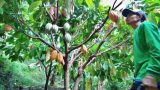 Seorang petani berjalan di tengah rimbunnya pohon kakao di kawasan Arjasari, Kabupaten Bandung, Jawa Barat. Foto: cep/trustjabar