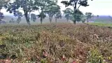Pembatatan Kebun Teh di Pangalengan, Pelanggaran Hukum Kembali Terjadi