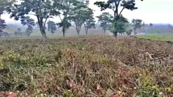 Pembatatan Kebun Teh di Pangalengan, Pelanggaran Hukum Kembali Terjadi