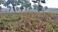 Pembatatan Kebun Teh di Pangalengan, Pelanggaran Hukum Kembali Terjadi