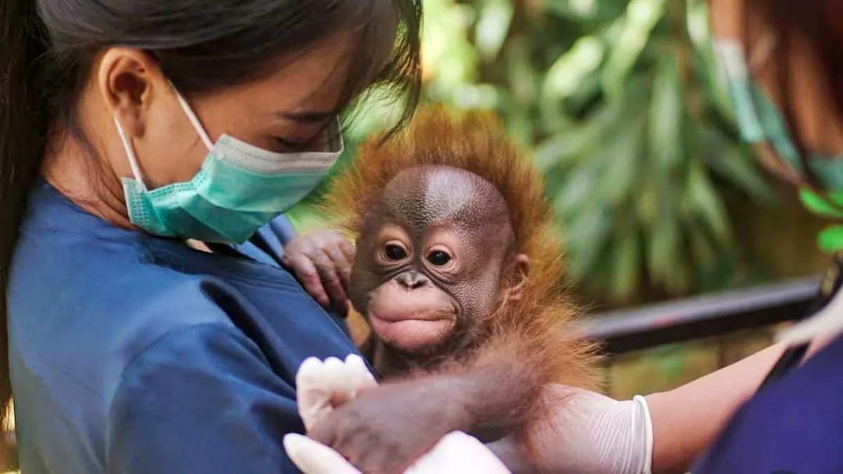 Bayi Orangutan. Sejumlah NGO internasional mulai menyoroti kondisi penutupan operasional Bandung Zoo, Kota Bandung, Jawa Barat. Foto: ist/IG Bandung Zoo