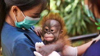 Sejumlah NGO Internasional Soroti Kondisi Penutupan Operasional Bandung Zoo