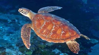 Fakta Unik Penyu, Hewan Laut Tertua di Dunia Telah Hidup Selama Jutaan Tahun